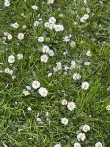 A lush green grassy area dotted with small white daisies. The daisies feature bright yellow centers and white petals, creating a cheerful contrast against the vivid green blades of grass. Some petals are scattered around, suggesting a natural, untamed look. The overall scene feels fresh and inviting, embodying the simplicity and beauty of nature.