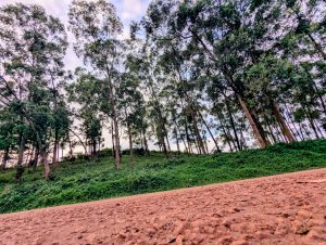 low-angle perspective of a wooded hillside bordering a dirt road, capturing the textures of the earth and the height of the trees.