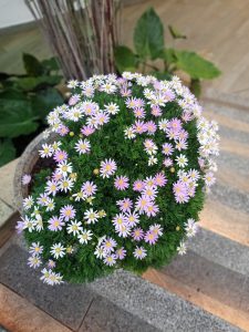 A potted plant covered with small pink and white daisy flowers.