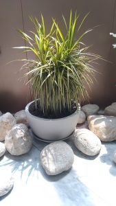 A potted green plant with long, narrow leaves in a white pot is surrounded by smooth, light-colored stones, creating a tranquil, sunlit garden scene.