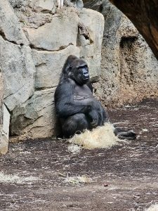 A western lowland gorilla rests quietly against a rocky wall inside its enclosure. Its calm pose and thoughtful expression create a peaceful yet powerful wildlife scene at the Frankfurt Zoo in Germany.