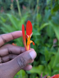 A hand gently holds a vibrant red and orange flower against a soft blurred green background.