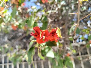 A small red flower stands out against a soft blurred background, its bright petals glowing with warmth and energy in a calm, natural composition.