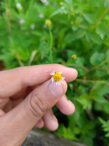 A hand holding a small daisy-like flower with a yellow center and white petals against a blurred green leafy background.