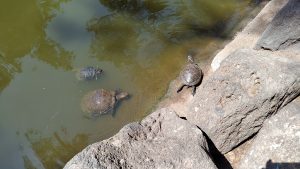 Three freshwater Freshwater turtles gather at the edge of a green pond. One basks on a rock while the other two float just below the surface, their patterned shells and outstretched legs clearly visible.