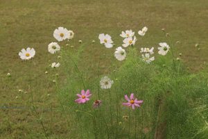 White and pink cosmos flowers blooming on tall green stems in an open garden field with soft green grass in the background.