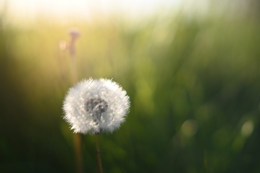 A dandelion blowball focused in the foreground, with green grass out of focus in the background.