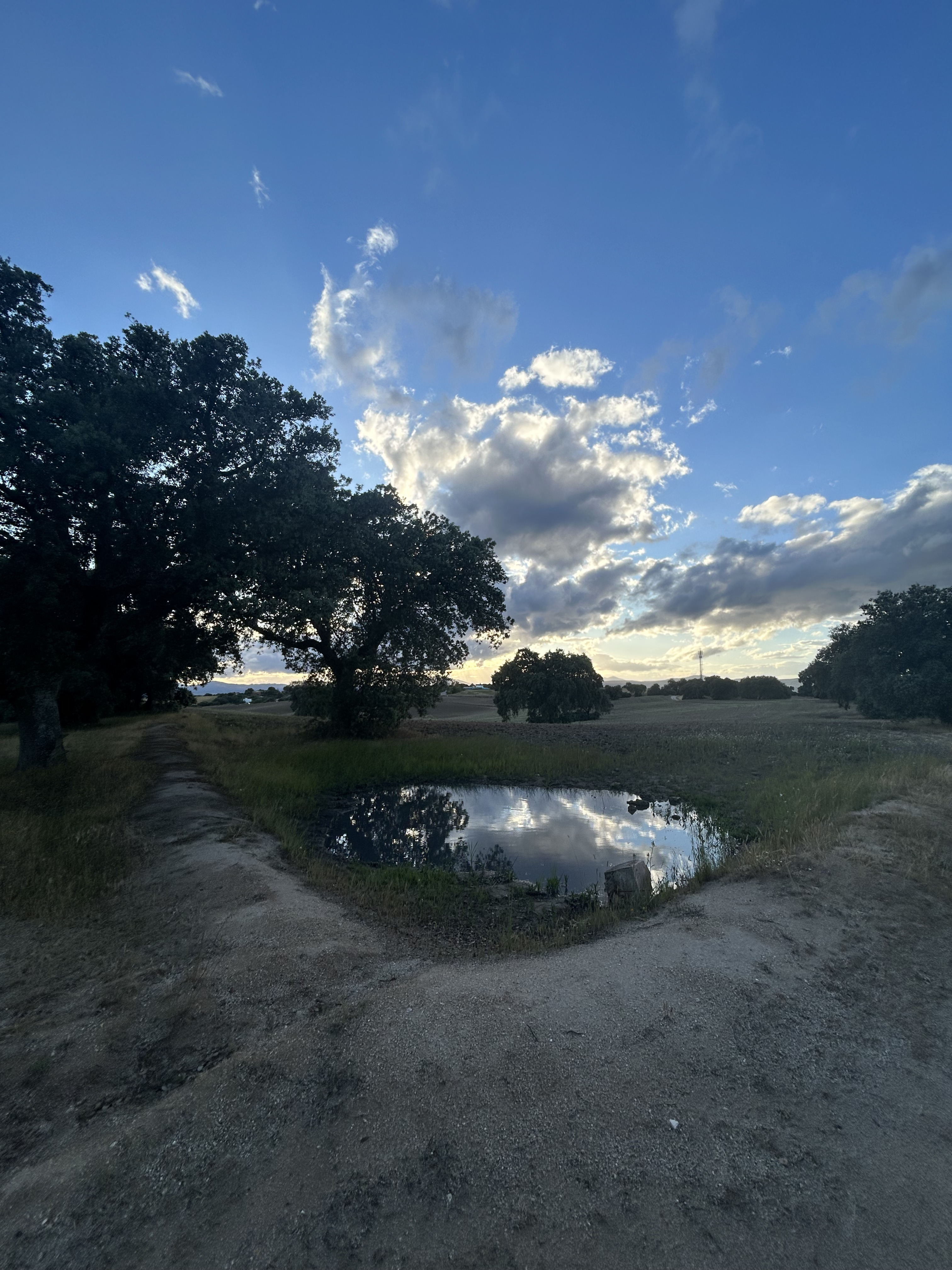 A serene landscape features a shallow, oval-shaped pond reflecting the vibrant blue sky and fluffy white clouds above. Surrounding the pond are patches of lush green grass and tufts of dried vegetation, indicating the transition of the seasons. On one side, a dirt path winds gently away into the distance, bordered by tall trees with thick, leafy ca