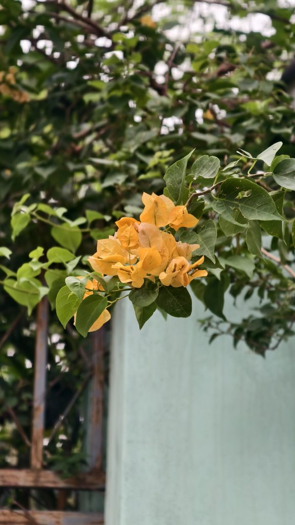 A cluster of orange-yellow bougainvillea flowers with papery petals on a leafy branch, set against a blurred blue wall and rusty fence.