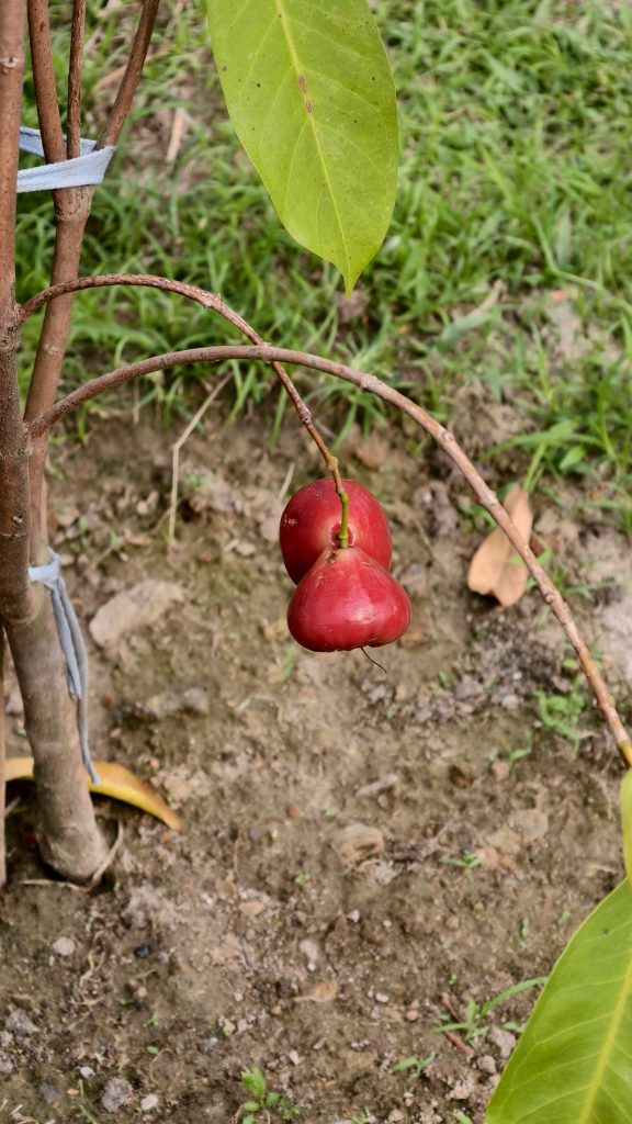 Two red, bell-shaped water apples hang from a thin brown branch of a small tree. A single green leaf is visible above the fruit. The ground below is light brown soil with scattered green grass and a few fallen dry leaves.