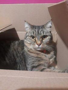 A close-up of a tabby cat sitting inside a cardboard box looking directly at the camera with intense amber eyes. It focuses on its gray fur with dark stripes and white whiskers highlighted by direct sunlight. The background features the interior of the brown box and a small touch of bright pink at the top