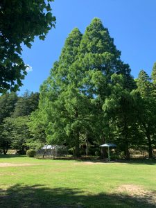 A serene park scene with tall green trees under a clear blue sky at Mobara Park.