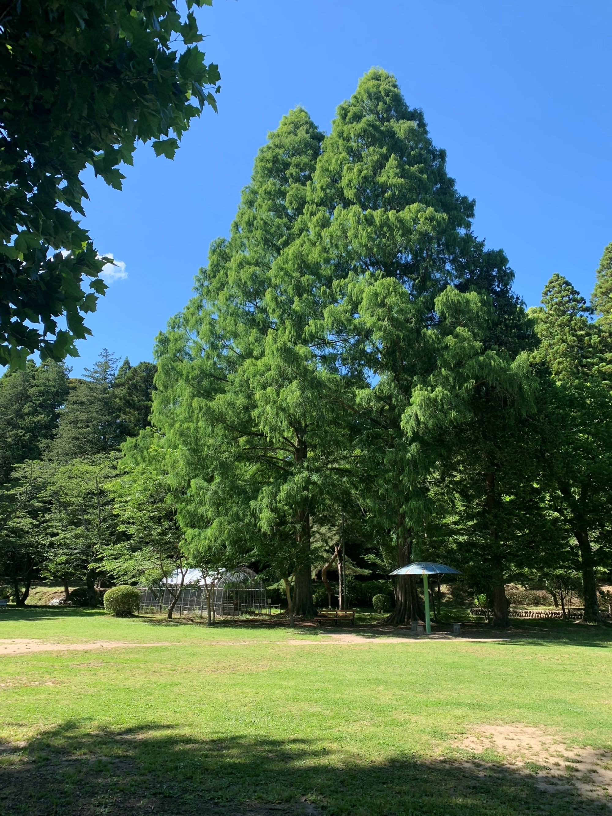 A serene park scene with tall green trees under a clear blue sky at Mobara Park.