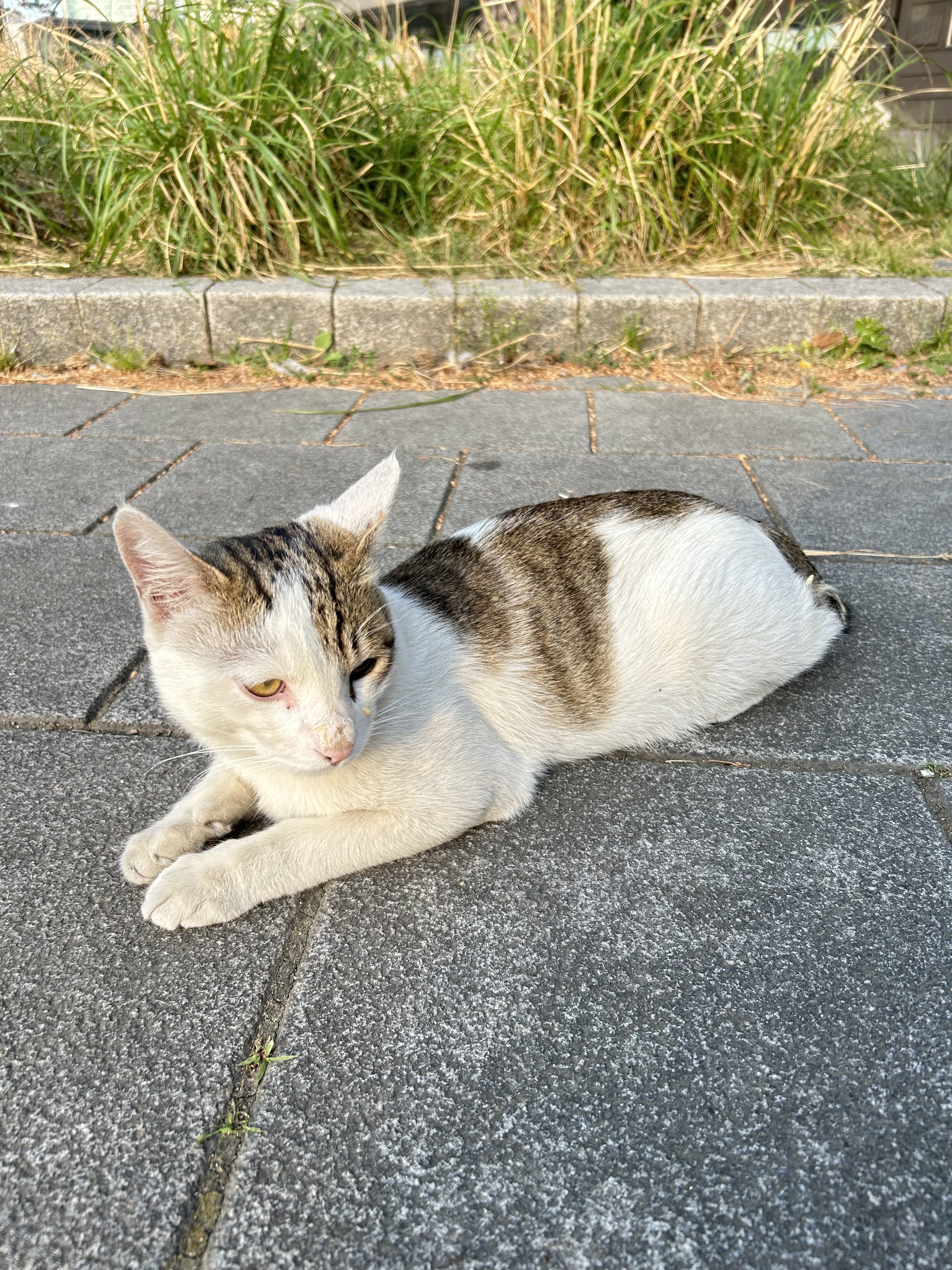 A small, relaxed cat lies on a paved pathway. The cat has a predominantly white coat with light gray tabby markings on its head and back. Its ears are perked up, and it has striking yellow-green eyes.