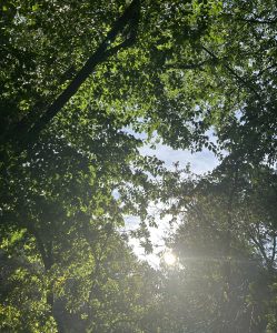 View from below a dense green tree canopy with sunlight filtering through the leaves. The sun glows in the distance under a partly cloudy sky, creating a calm and peaceful nature scene.