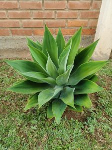The plant has a neat, symmetrical shape with deep green leaves arranged in layers like a rosette. It looks fresh and balanced, showing the simple beauty and strength of ornamental plants.
