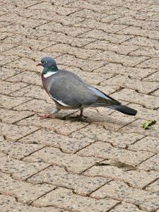 A Common Wood Pigeon (Columba palumbus) walks across a stone pathway, showing its gray feathers, white neck patch, and colorful, shiny neck. Captured at Frankfurt Zoo, Germany. 