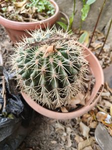 The cactus stands out with its round and sturdy shape, covered in long, symmetrical spines that create a striking and protective texture. The dark green tones contrast with the light-colored spines and the dry leaves around it, conveying the resilience and natural adaptability of desert plants.

