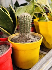 A vertical cactus grows in a yellow pot, surrounded by green leafy plants in red and yellow pots. The scene appears bright and vibrant.
