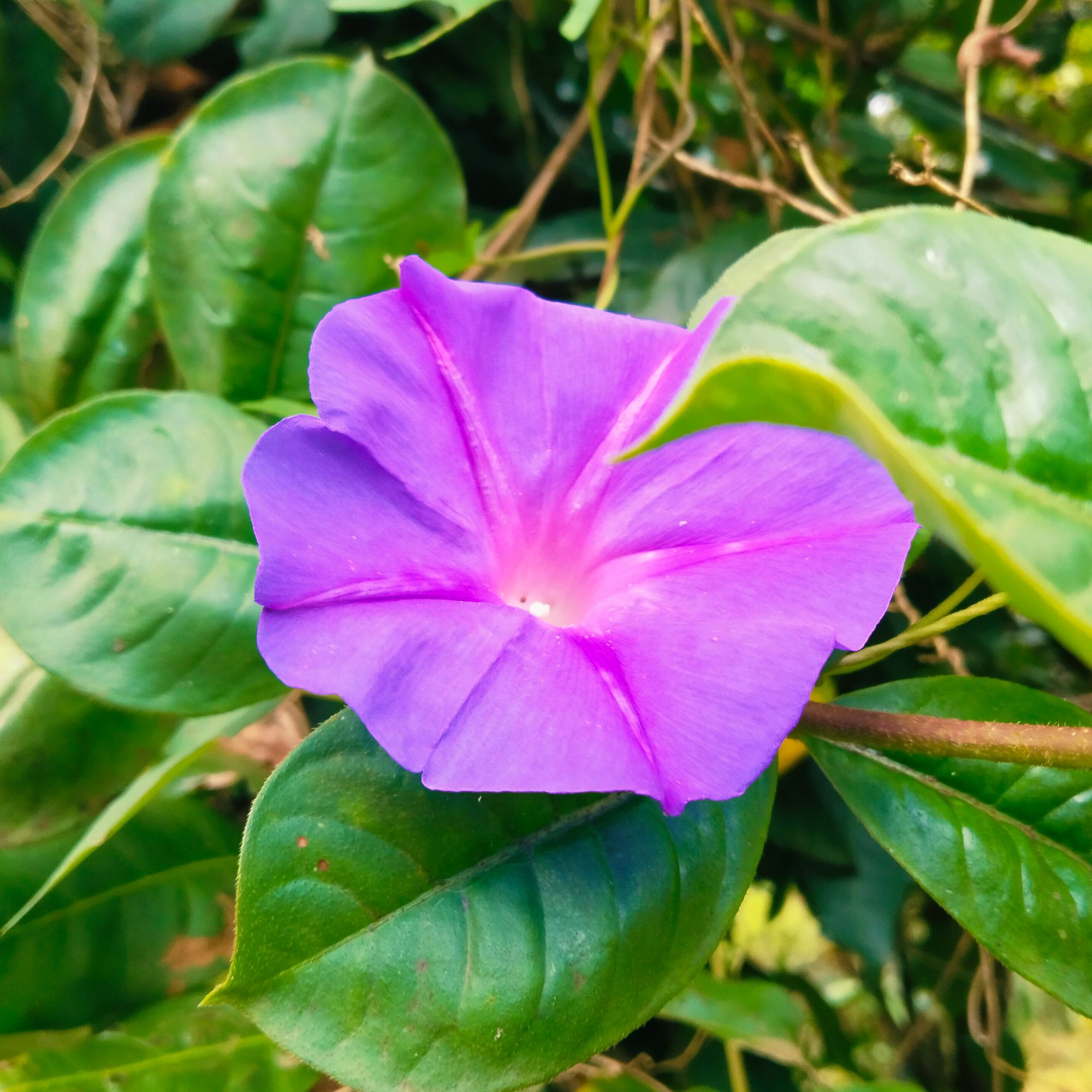 A vibrant purple flower with a white center blooms among lush green leaves.