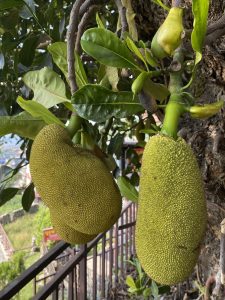 Two jackfruits are growing directly from the tree trunk. They are large tropical fruits with a rough green skin and are used in many dishes.