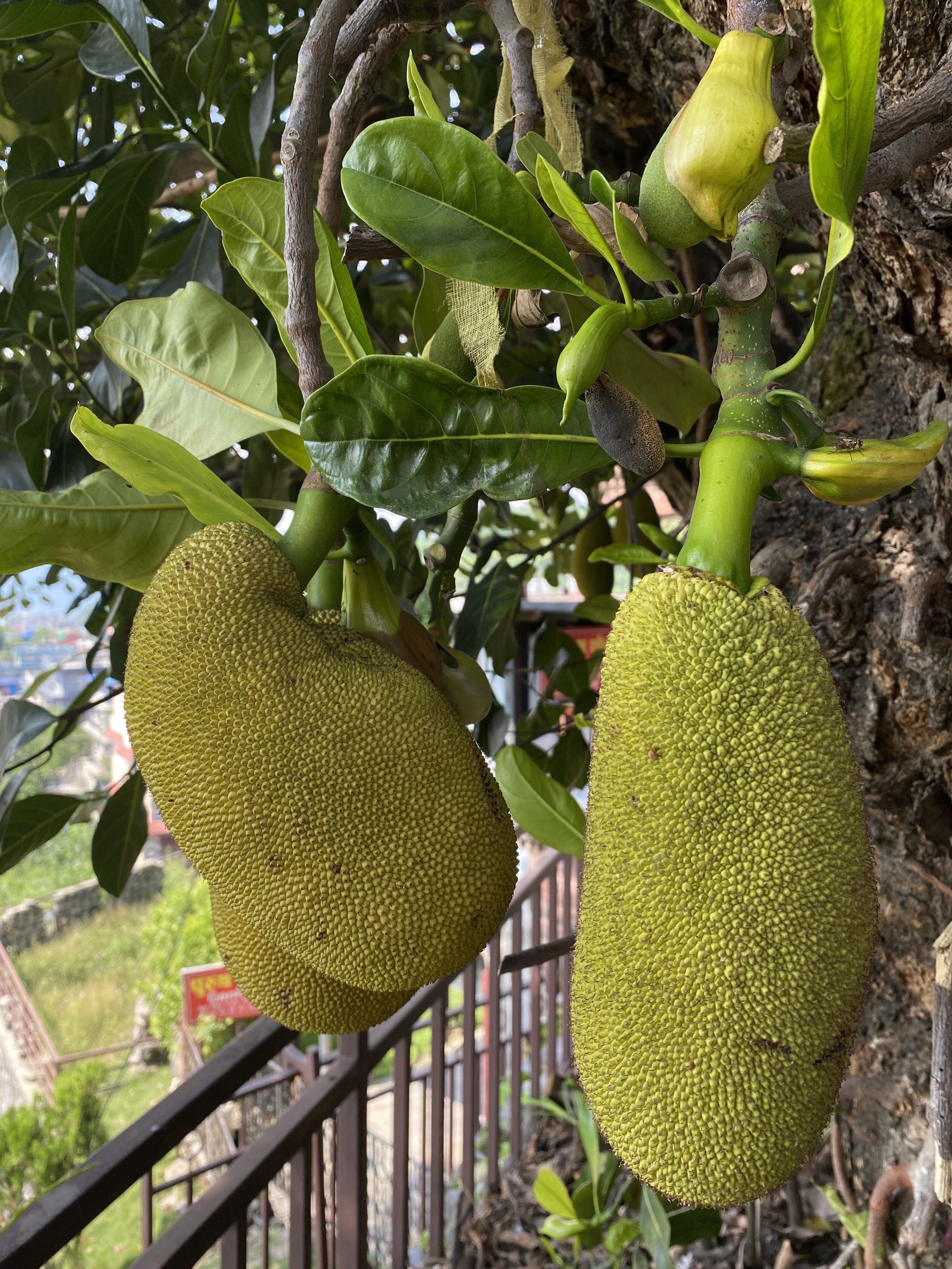 Two jackfruits are growing directly from the tree trunk. They are large tropical fruits with a rough green skin and are used in many dishes.