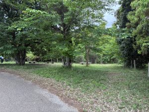 A peaceful walking trail with green trees, grassy surroundings, and empty wooden benches at Tomita Satomura Park.