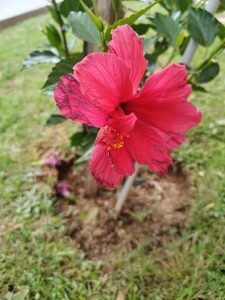 The red flower stands out with its vibrant color and wide, delicate shape, with soft petals and natural markings. Its contrast with the green background creates a fresh, tropical, and eye-catching scene.