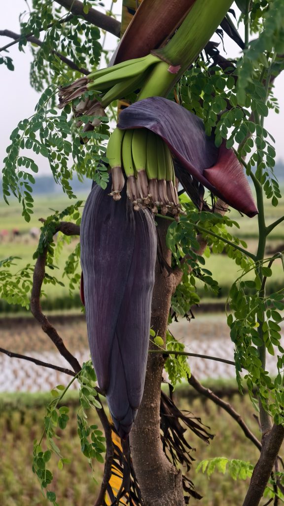 A close-up of a purple banana heart with small green bananas, surrounded by soft green leaves.