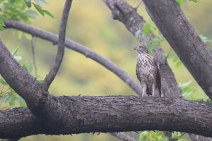 A Crested Goshawk perched on a weathered tree branch. Its sharp eyes are scanning the surroundings. The hawk has brown and white plumage, blending well with the bark of the tree. The branch is textured with deep grooves and ridges. The background is a soft, blurred green.
