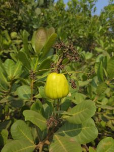 A light green cashew apple hangs from a branch, surrounded by green leaves.