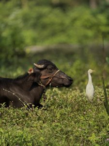 A buffalo with a rope halter lies in grass, beside a standing white egret.