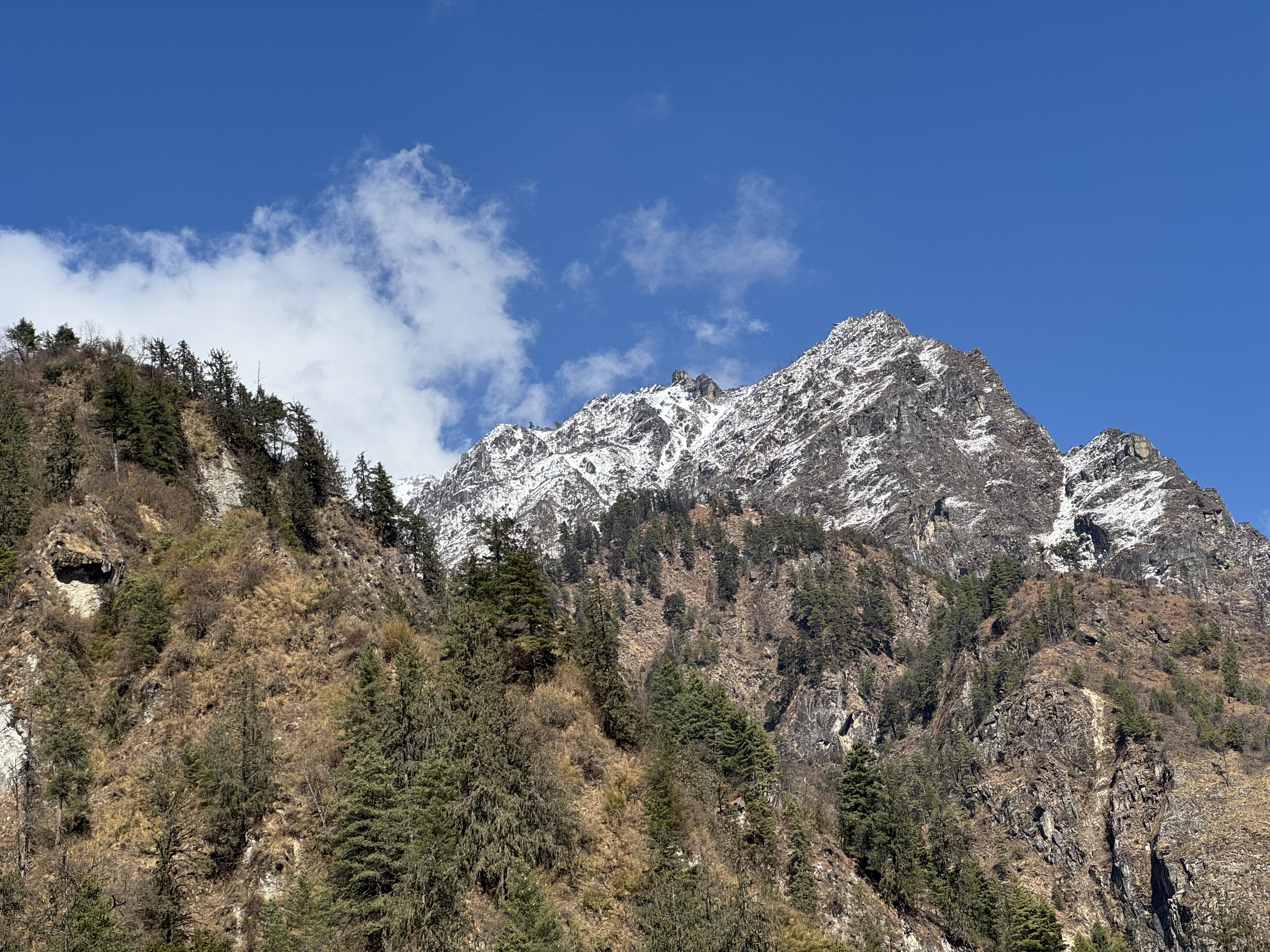 Snow capped mountain peak under a clear blue sky, bordered by lush green pine trees on rugged slopes.
