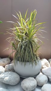 A potted spider plant with long green leaves stands in sunlight, surrounded by smooth gray stones in a calm setting.