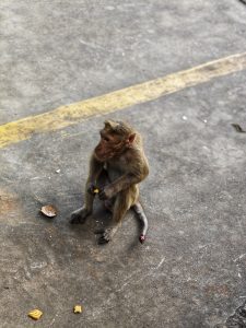A small monkey sitting in a roadway eating something.