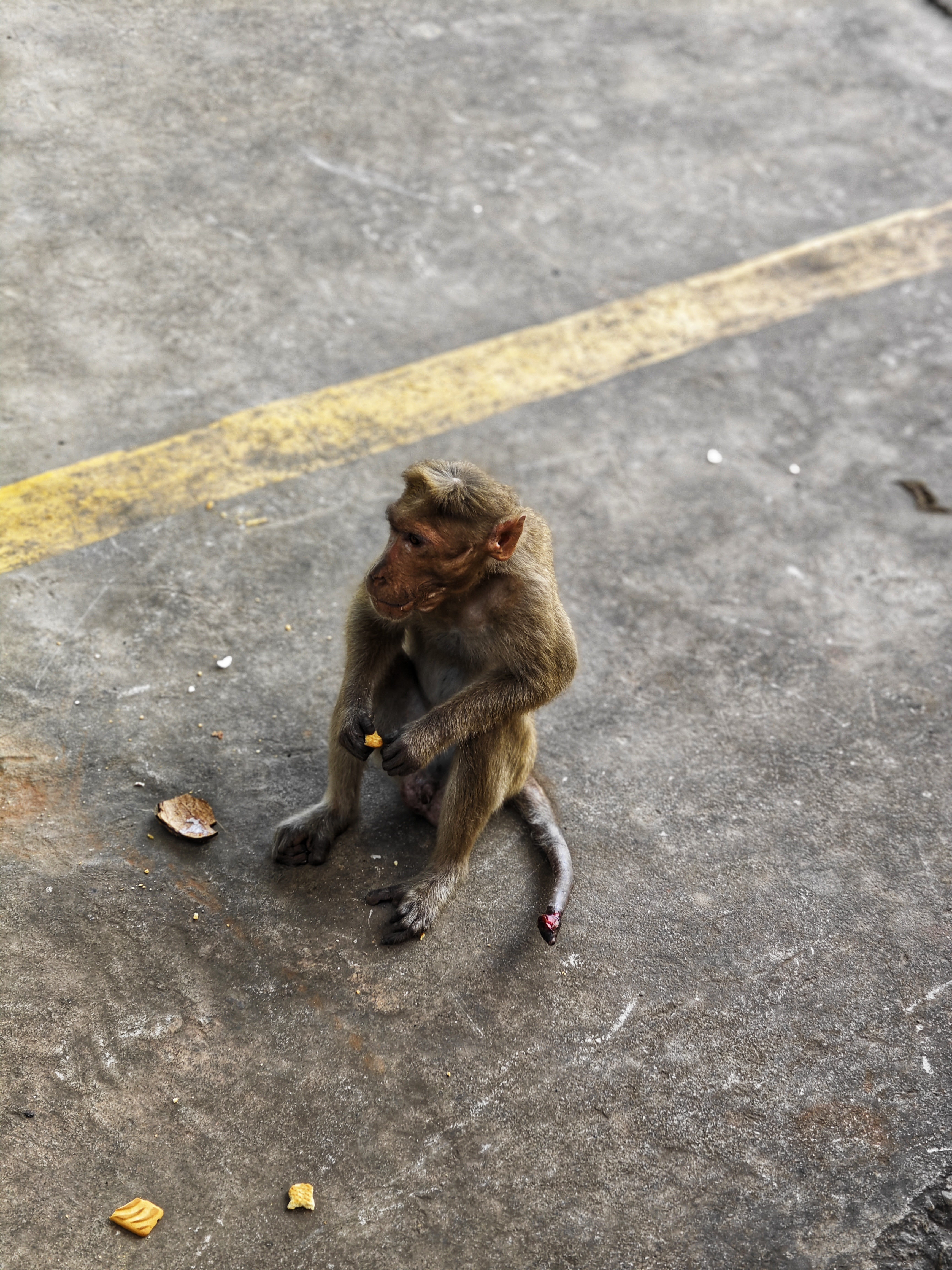 A small monkey sitting in a roadway eating something.