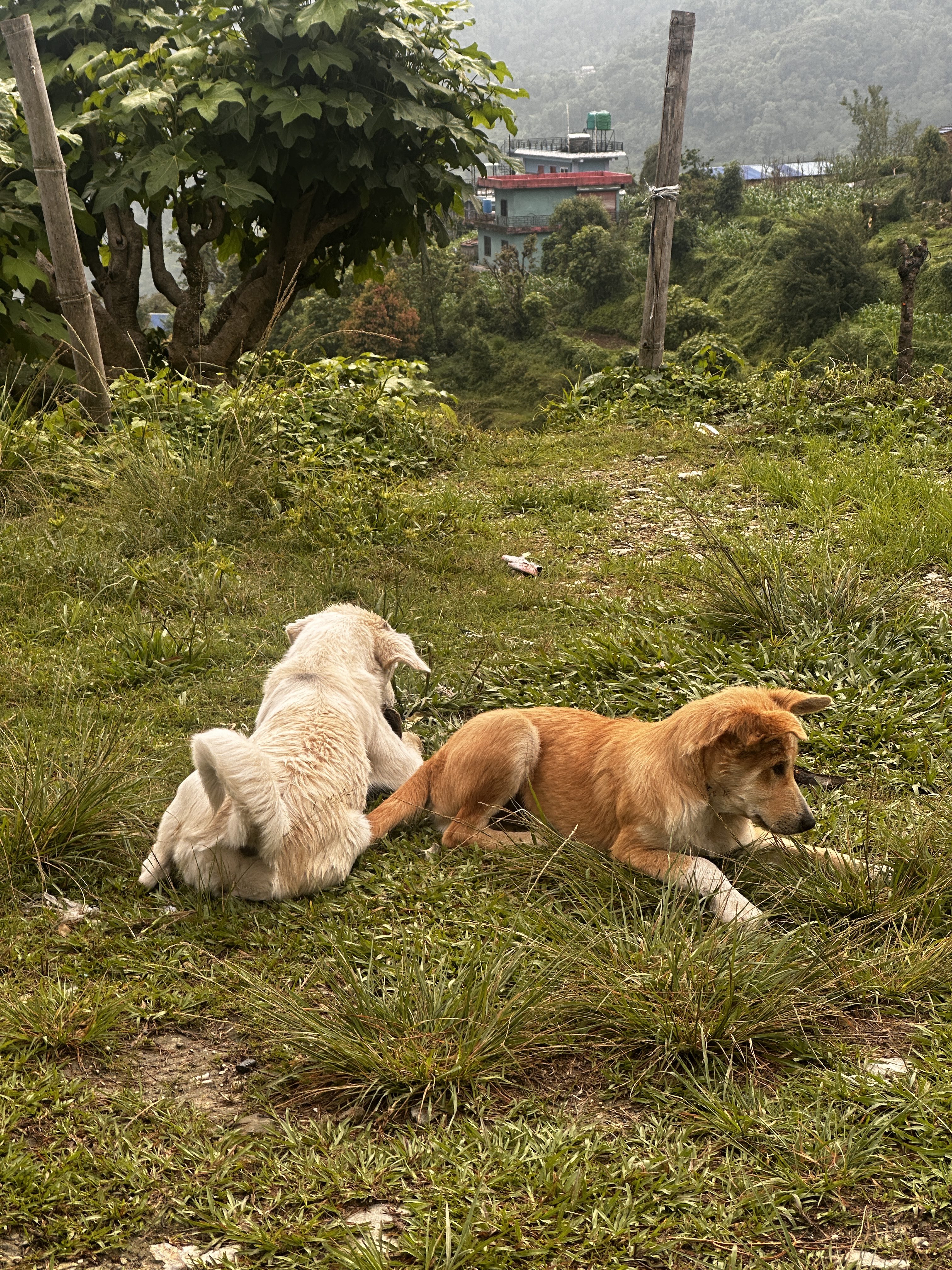 Two dogs are resting on a grassy hillside. One dog has a fluffy, light-colored coat and is sitting with its back to the viewer, while the other dog has a short, orange-brown coat and is lying down, facing slightly to the side.