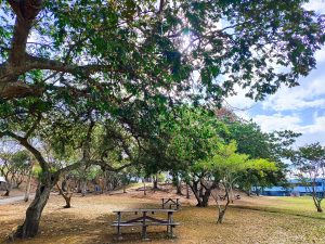Sunlight filters through lush tree canopy in a serene park, casting dappled shade on picnic tables scattered across dry, golden grass.
