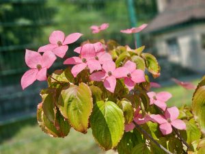 Soft pink flowers (Kousa dogwood/Cornus kousa) bloom brightly in warm sunlight with green leaves and a blurred background. The close-up details create a fresh and colorful nature photo near Rhine Falls, Switzerland.