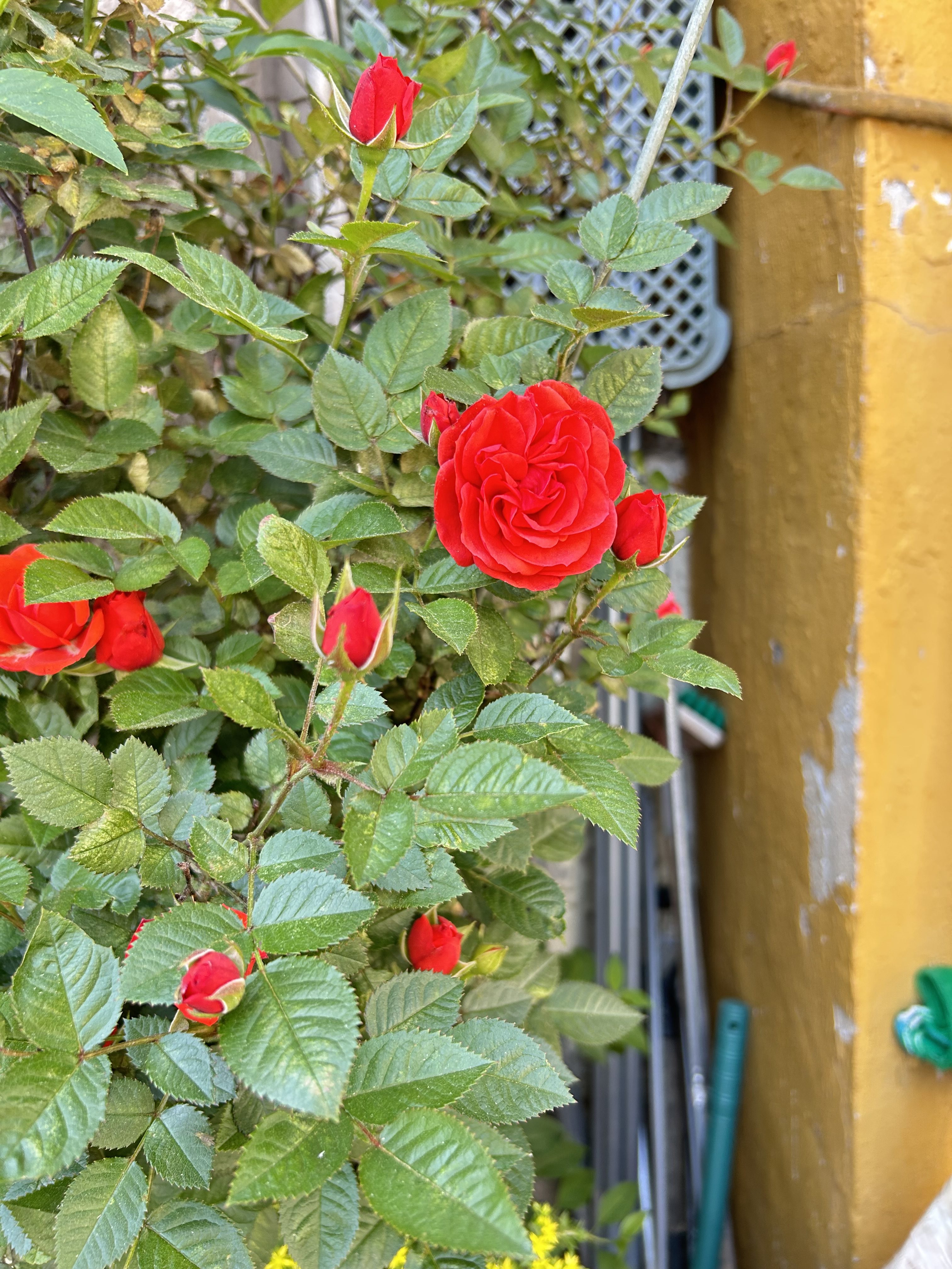 A vibrant red rose surrounded by green leaves and small buds against a rustic yellow wall, conveying a lively and natural garden scene.