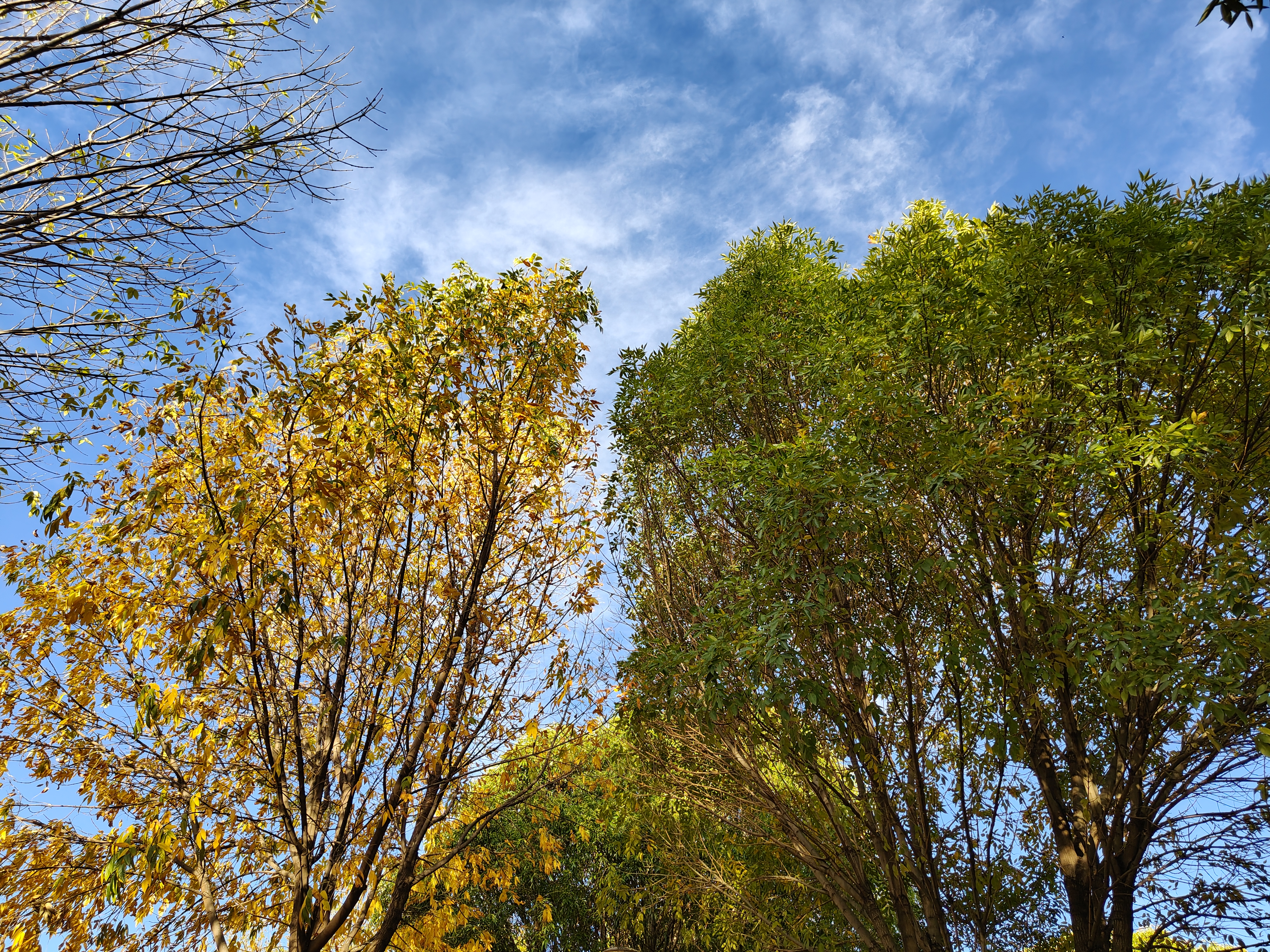 Trees in fall with yellow and green leaves against a bright blue sky with wispy clouds, capturing a serene and vibrant autumn day.