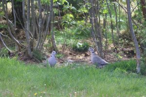 Two Collared Doves standing amongst blades of grass and young tree trunks. 
