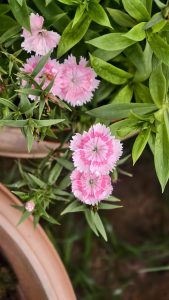 Pink dianthus flowers with serrated edges bloom amid lush green leaves in a garden pot
