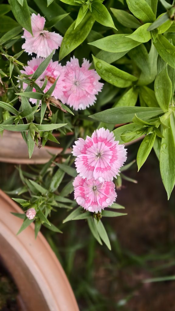 Pink dianthus flowers with serrated edges bloom amid lush green leaves in a garden pot