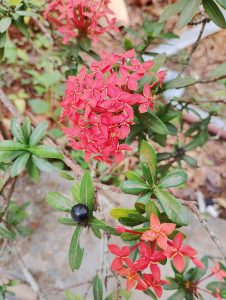 A cluster of vibrant red ixora flowers blooms among glossy green leaves, with a single black berry hanging nearby.