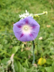 A delicate purple flower with a white center stands out among the garden greenery, displaying a soft and harmonious contrast under natural light.
