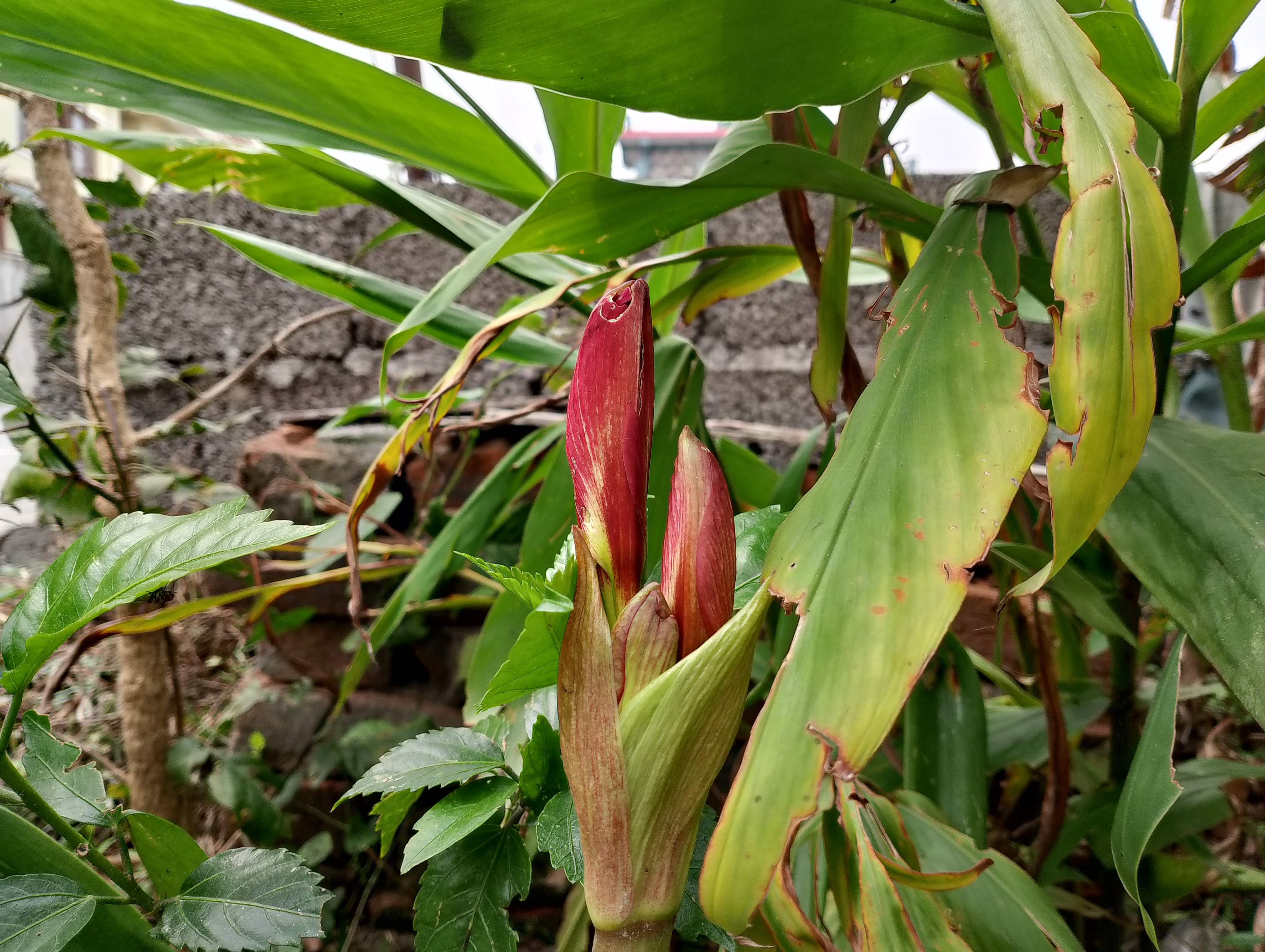 Close-up of red flower buds growing among broad green leaves in a garden, with a concrete wall blurred in the background.