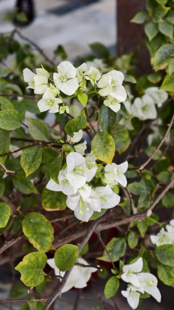 Close-up of white bougainvillea flowers with thin papery petals blooming on a woody shrub, mixed with dark green and yellowing leaves in a natural outdoor setting.