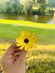 An image of a hand holding beautiful yellow flower with the background of the green grassy park.
