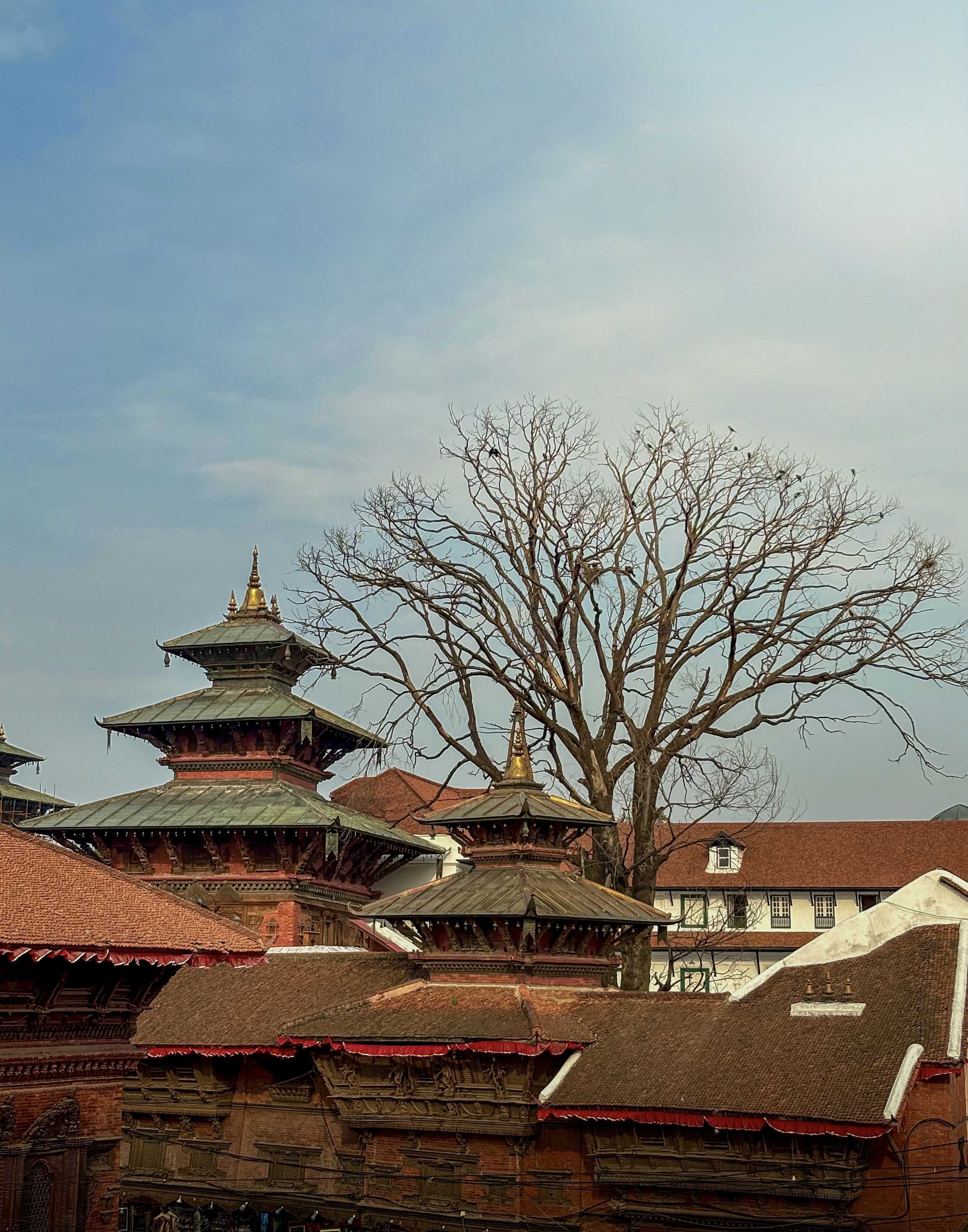 A view of traditional Nepalese buildings featuring multi-tiered pagoda roofs with intricate dark wood carvings and red brick walls. A large, bare tree with birds resting in its branches stands tall behind the heritage structures, contrasting against a soft blue sky.